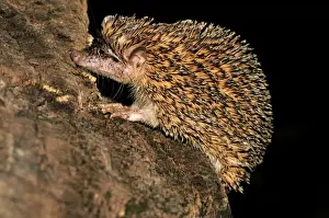 Greater Hedgehog Tenrec / Large Madagascar Hedgehog - Ankarana National Park - Northern Madagascar