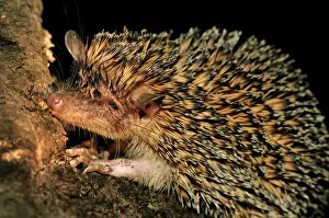 Greater Hedgehog Tenrec / Large Madagascar Hedgehog - Ankarana National Park - Northern Madagascar