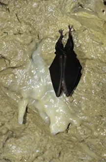 Hibernating Prints: Greater Horeshoe Bat - Hibernating, Reclere's cave - December