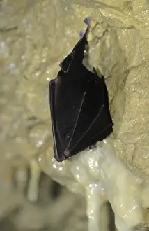 Hibernating Prints: Greater Horeshoe Bat - Hibernating Reclere's cave - December