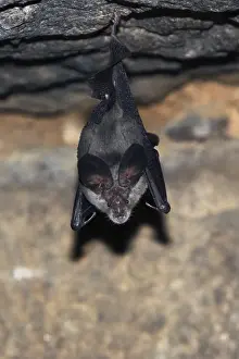 Greater horseshoe bat