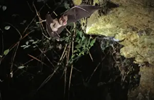 Greater horseshoe bat flying into a cave ( old iron mine) post breading season ( end of august) French jura