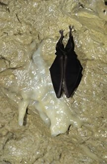 Greater Horseshoe Bat - hibernating in December