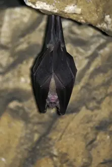 Hibernating Prints: Greater Horseshoe Bat - hibernating in a Jura mountain's cave - Switzerland