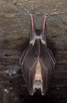 Images Dated 9th November 2011: Greater Horseshoe Bat - hibernation at cave - Argonne - France