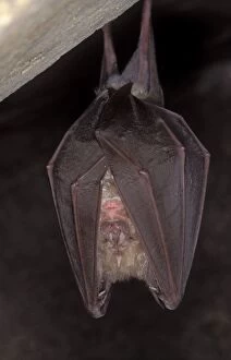 Images Dated 9th November 2011: Greater Horseshoe Bat - hibernation at cave - Argonne - France