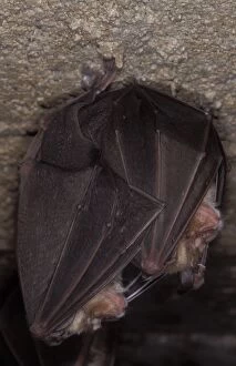 Images Dated 9th November 2011: Greater Horseshoe Bat - hibernation at cave - Argonne - France