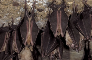 Images Dated 9th November 2011: Greater Horseshoe Bat - hibernation at cave - Argonne - France