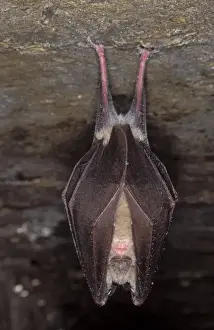 Agility Prints: Greater Horseshoe Bat - hibernation at cave - Argonne - France