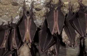 Greater Horseshoe Bat - hibernation at cave - Argonne - France