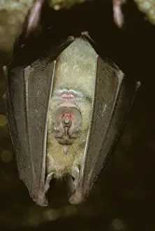 Roosting Prints: Greater Horseshoe Bat JLM 8587 Rhinolophus ferrumequinum © John Mason / ardea. com