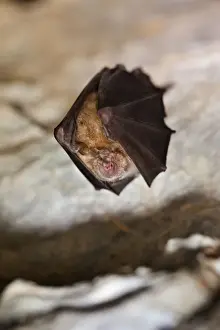 Roosting Prints: Greater Horseshoe Bat - at roost - UK