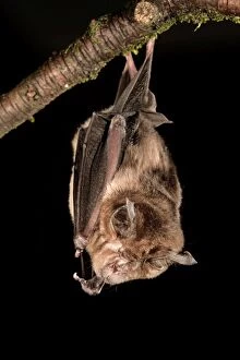Images Dated 21st February 2008: Greater Horseshoe Bat - UK