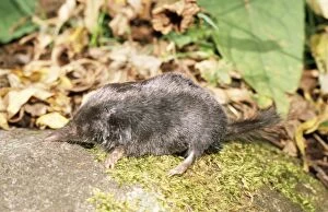 Images Dated 17th February 2005: Greater Japanese Shrew-mole Japan