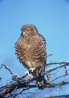 Greater Kestrel