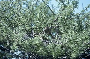 Greater Kestrel - on nest in Acacia tree