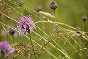 Greater knapweed - and grasses in the rain