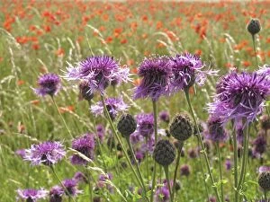 Greater Knapweed - growing along the edge of a