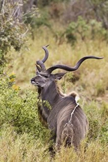 Images Dated 22nd September 2010: Greater Kudu