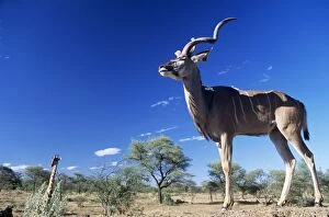 Images Dated 7th November 2006: Greater Kudu