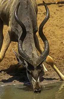Greater Kudu - bull with snare on neck