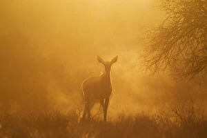 Bovidae Gallery: Greater Kudu - female in the early morning - Kalahari