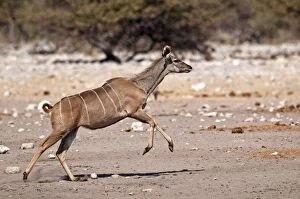 Images Dated 27th July 2009: Greater Kudu - female running - Etosha National Park - Namibia