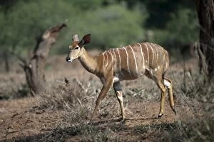 Greater Kudu female walking