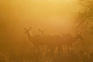 Backlit Gallery: Greater Kudu - females in the early morning - Kalahari