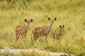 Images Dated 4th March 2008: Greater Kudu - Two females with one young approaching water hole