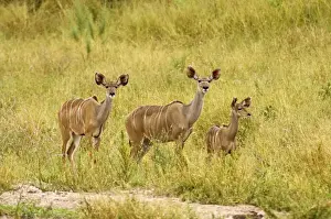 Does Prints: Greater Kudu - Two females with one young approaching water hole - Okavango - Botswana