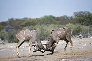 Greater Kudu - fighting