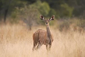 Images Dated 1st July 2009: Greater Kudu - Kruger National Park - South Africa