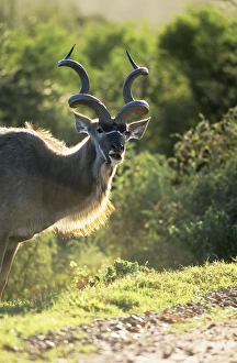 Images Dated 7th November 2006: Greater Kudu - male Addo Elaphent National Park, South Africa