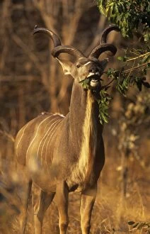 Zambia Gallery: Greater KUDU - Male eating leaves