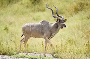 Greater Kudu - Male - Okavango Delta - Botswana