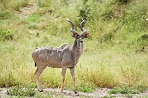 Antelopes Prints: Greater Kudu - Male standing at approach to water hole - Okavango - Botswana