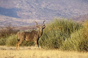 Greater kudu male stands in front of euphorbia