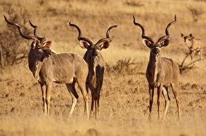 Images Dated 7th September 2009: Greater Kudu - three males standing - Mashatu Game Reserve - Botswana