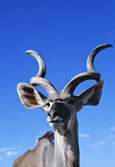 Kudus Prints: Greater Kudu WAT 6343 Tragelaphus strepsiceros © M. Watson / ARDEA LONDON