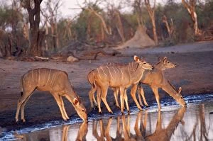 Greater Kudu - four by water