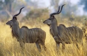 Zambia Gallery: GREATER KUDU - x two males