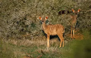 Juveniles Prints: Greater Kudu - young Addo Elephant National Park, South Africa