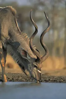 Greater Kudu - Zimbabwe, Africa - Drinking