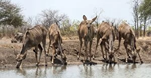 Greater Kudus adult female drinking from water hole