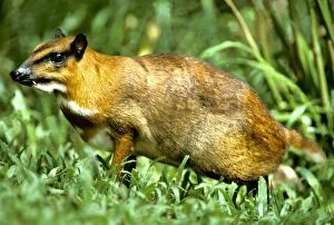 Greater mouse-deer - a nocturnal species