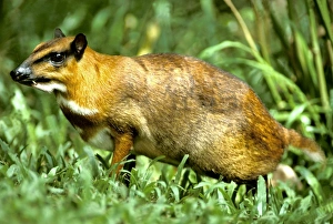 Images Dated 7th January 2009: Greater mouse-deer - a nocturnal species. Sabah, Borneo, Malaysia JPF30022