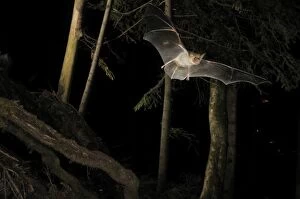 Images Dated 2nd September 2011: Greater Mouse-eared Bat - in flight