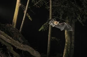 Greater Mouse-eared Bat - in flight