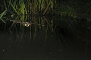 Greater Mouse-eared Bat - in flight drinking from forest pond